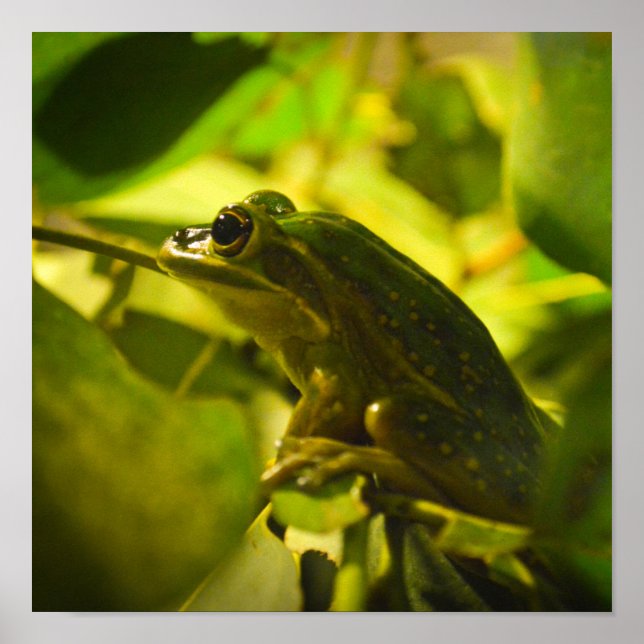 Grönt och Golden Bell Frog Poster (Framsidan)