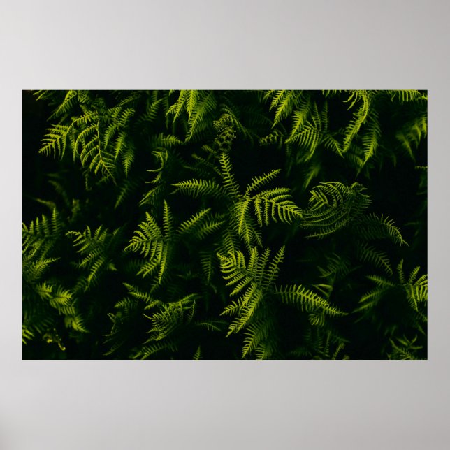 GRÖNT OCH GULT LÖV VÄXTER POSTER (Framsidan)