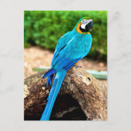 Grönt och Gult Macaw, Trinidad vykort