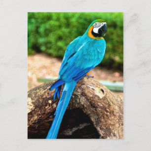 Grönt och Gult Macaw, Trinidad vykort