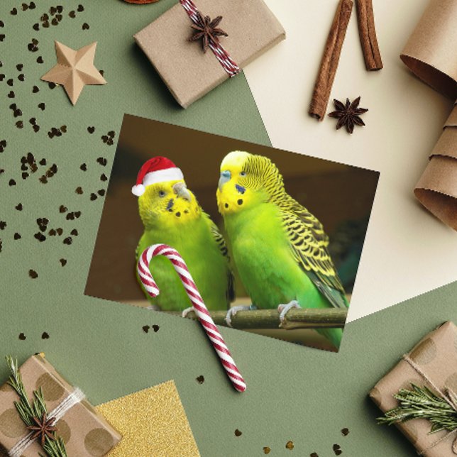Grönt och Gult Parakeet i Santa Hat Funny Helgkort (In Situ)