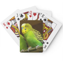 Grönt och Gult Parakeet Photo