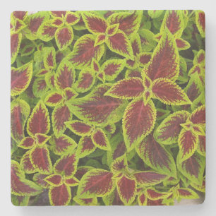 Grönt och Red Coleus Struktur, Stone Underlägg