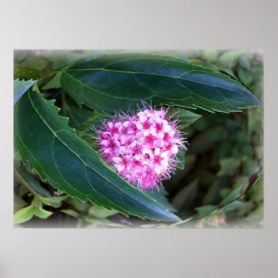 grönt och rosa poster
