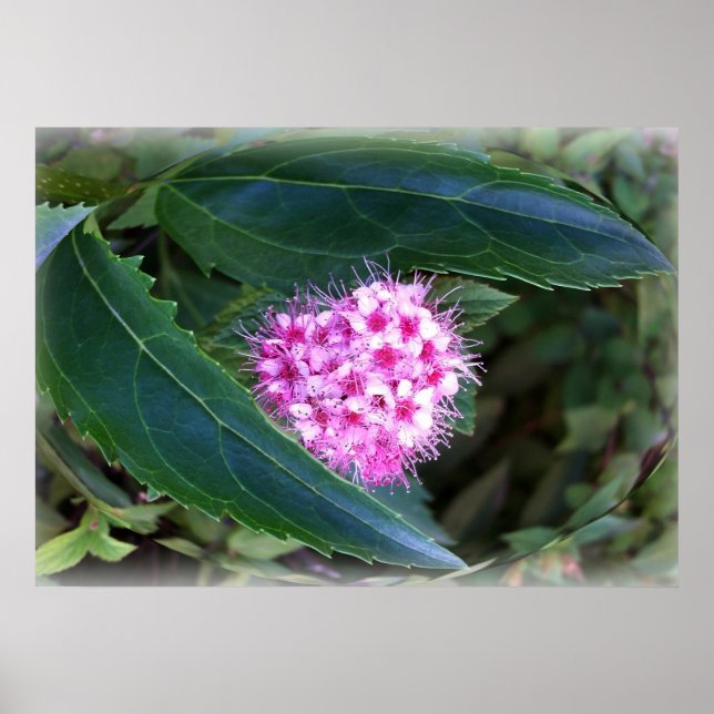 grönt och rosa poster (Framsidan)