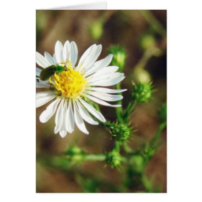 Grönt och vit blomma och Insekt Blank insida Hälsningskort (Framsidan)