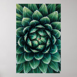 Grönt och vit succulent poster