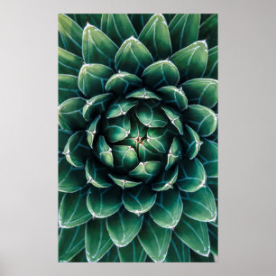 Grönt och vit succulent poster