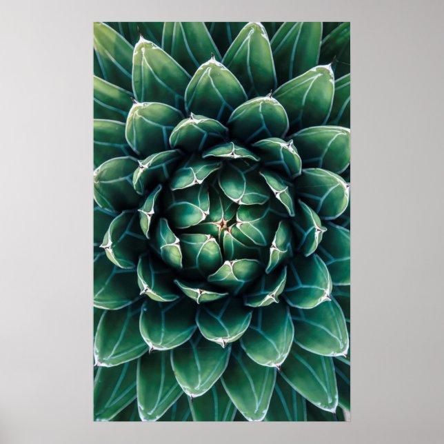 Grönt och vit succulent poster (Framsidan)