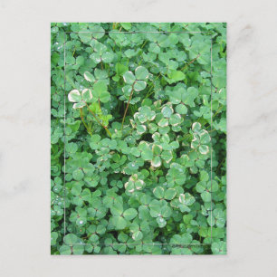 Grönt och vykort för vit Shamrock