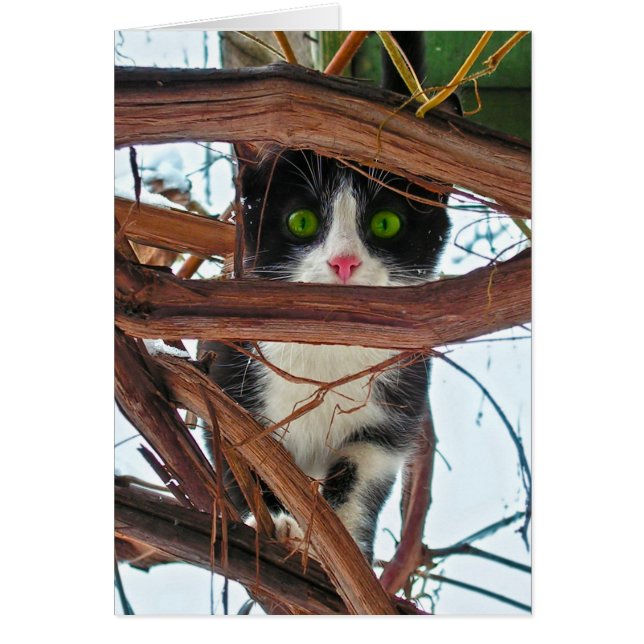 Grönt Öga Hälsningskort (Framsidan)