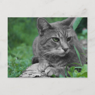 Grönt Ögon Cat vykort