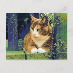 GRÖNT ÖGON POSTCARDS VYKORT