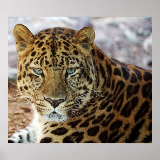 Grönt Ögon! Poster (Framsidan)