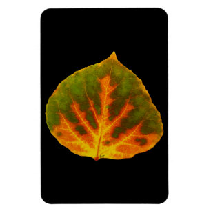 Grönt Orange och Gult Aspen Löv #1 Magnet