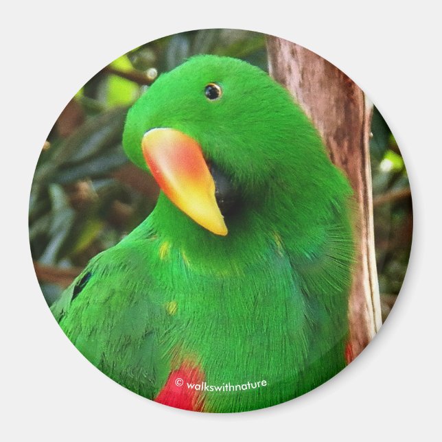 "Grönt Orator" Eclectus Parrot Magnet (Framsidan)