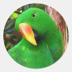 "Grönt Orator" Eclectus Parrot Runt Klistermärke