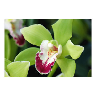 Grönt Orchid Fototryck