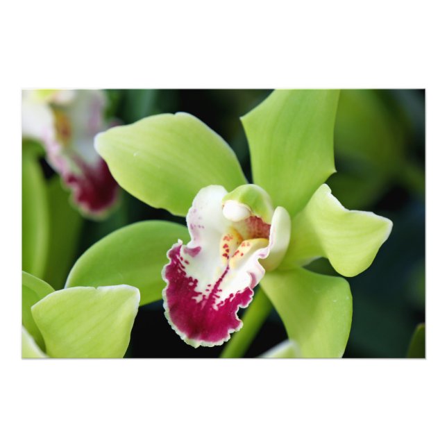 Grönt Orchid Fototryck (Framsidan)