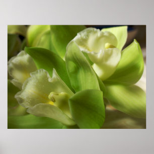 Grönt Orchids Silke och Satin 1 Poster