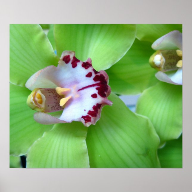 Grönt Orchids - Skriver ut, Arbetsyta, Ramar Poster (Framsidan)