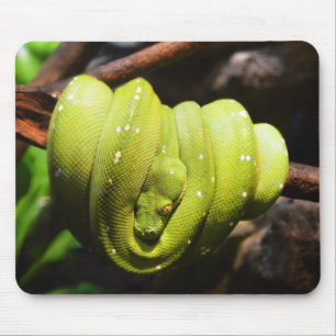 Grönt ormorm reptil musmatta