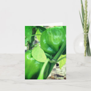 Grönt Paprika Garden Nature Note Card Tack Kort