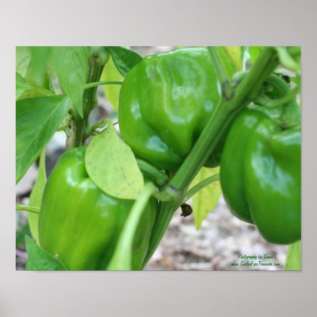 Grönt Paprika på vinet Poster (Framsidan)