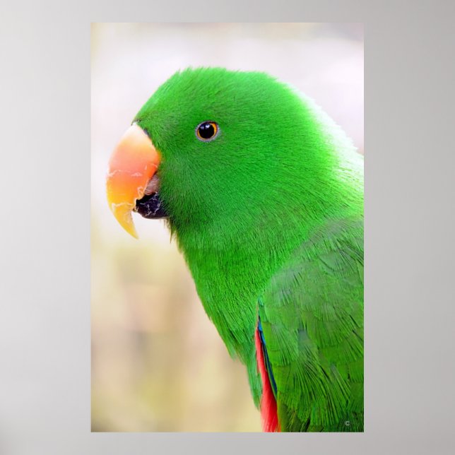 Grönt Parakeet of Mexico Poster (Framsidan)