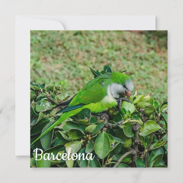 Grönt parrot (Framsida)