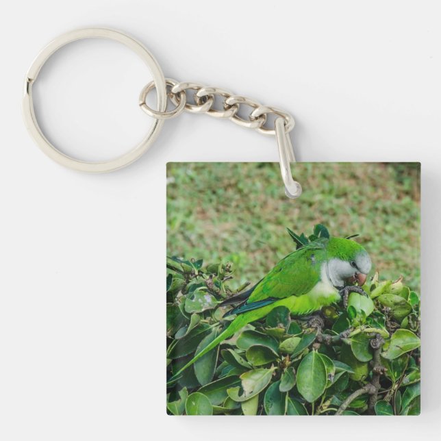 Grönt parrot (Framsidan)