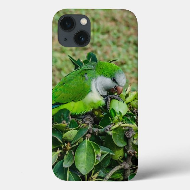 Grönt parrot (Baksida)