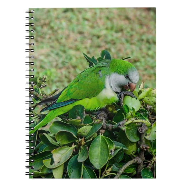 Grönt parrot anteckningsbok (Framsidan)