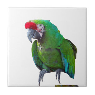 Grönt Parrot Ceramic Tile Kakelplatta