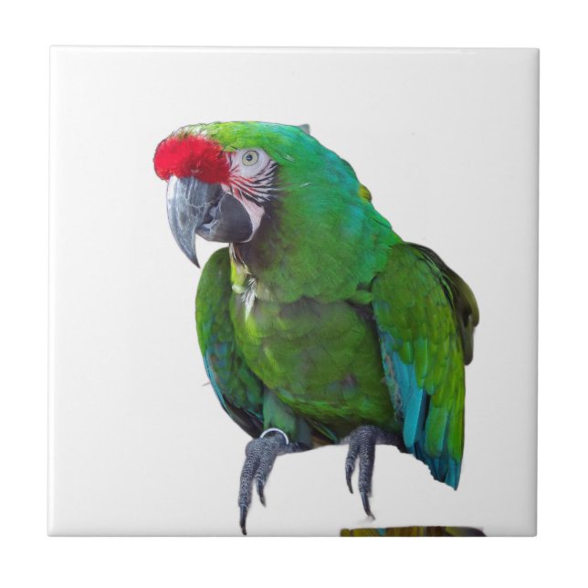 Grönt Parrot Ceramic Tile Kakelplatta (Framsidan)