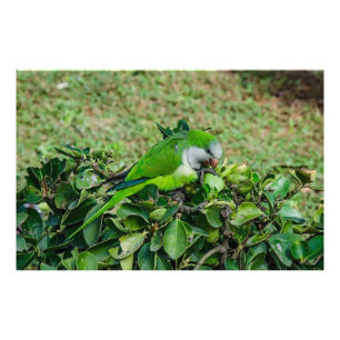 Grönt parrot fototryck