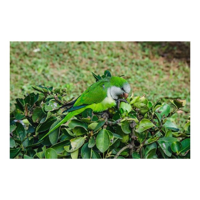 Grönt parrot fototryck (Framsidan)
