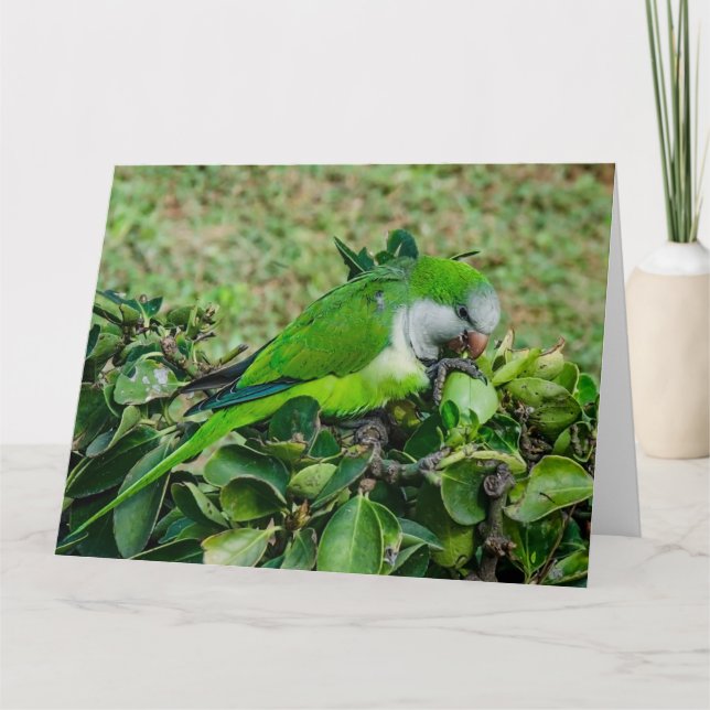Grönt parrot kort (Framsida)