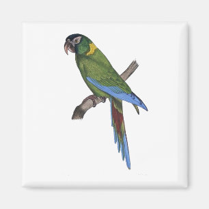 Grönt Parrot Macaw Fine Art Nature Painting Magnet