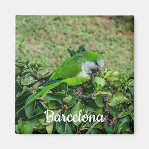 Grönt parrot magnet