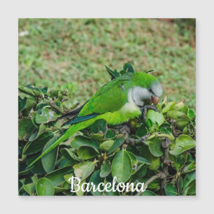 Grönt parrot magnet