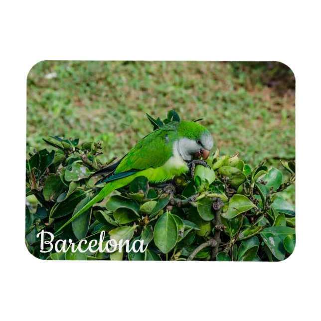 Grönt parrot magnet (Horisontell)
