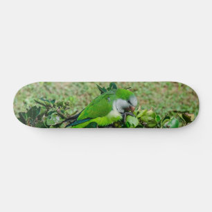Grönt parrot mini skateboard bräda 18,5 cm