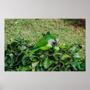 Grönt parrot poster