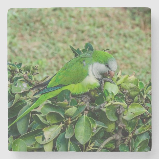 Grönt parrot stenunderlägg (Framsidan)