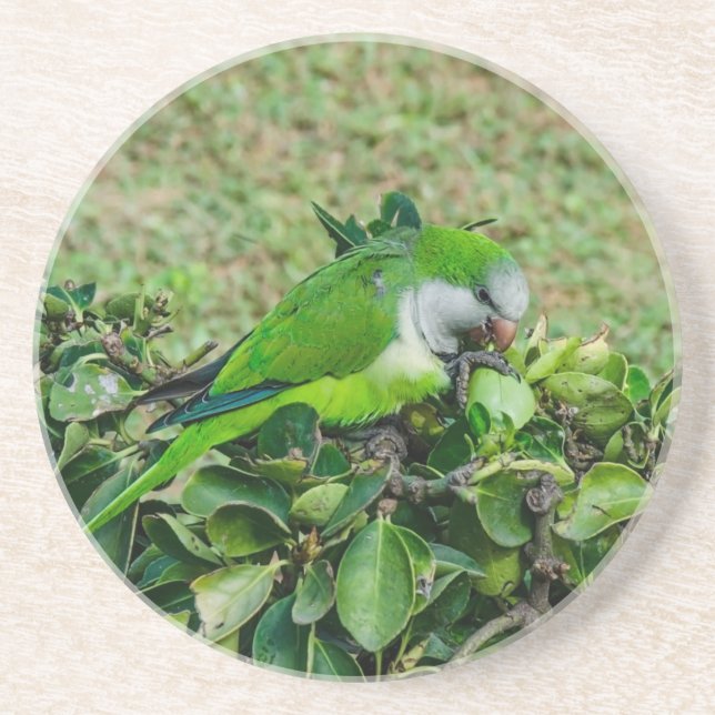 Grönt parrot underlägg (Framsidan)