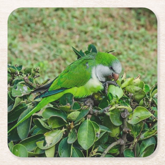 Grönt parrot underlägg papper kvadrat (Framsidan)