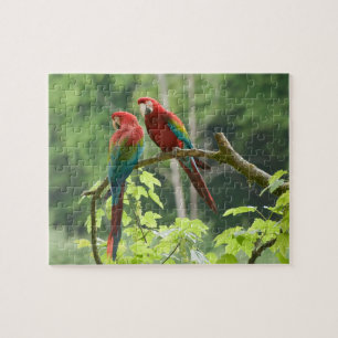 Grönt-påskyndade Macaws Pussel