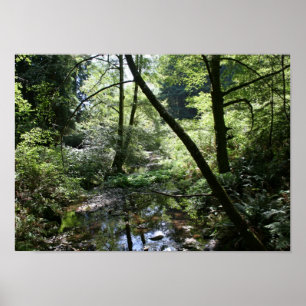 "Grönt Peace", Muir Skogen Poster