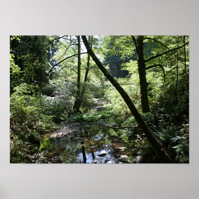 "Grönt Peace", Muir Skogen Poster (Framsidan)